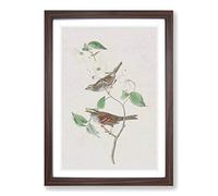 White-Throated Sparrow by John James Audubon Framed Print | A2 Walnut Framed Wall Art | Ready to Hang | Modern Animal Picture | Living Room Bedroom Lounge Office