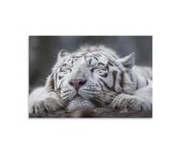 White Tiger Cute Animal Sleep Aesthetic Posters Room Decor Aesthetic Canvas Wall Art for Living Room Bedroom Prints Paintings Pictures Wall Decor Framed Unframed 12x18inch(30x45cm)