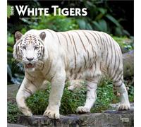White Tigers 2026 Square Flap Calendar