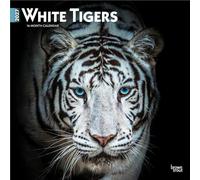 White Tigers 2027 12 X 24 Inch (Hanging) Monthly Square Wall Calendar Plastic-Free: Original BrownTrout-Kalender [Mehrsprachig] [Kalender]