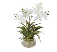 White Vanda Orchid Plant In Ceramic Pot