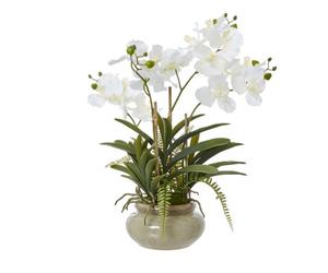 White Vanda Orchid Plant In Ceramic Pot