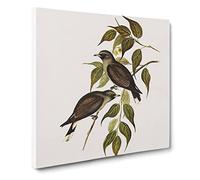 White vented Wood swallows Bird by Elizabeth Gould Canvas Print | Gallery Wrapped 30mm Frame Wall Art | 14x14 inches | Ready to Hang | Retro Animals Picture | Living Room Bedroom Lounge Office