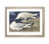 White Winged Silvery Gull By John James Audubon Vintage Framed Print | A4 Oak Framed Wall Art | Ready to Hang | Classic Animal Picture | Living Room Bedroom Lounge Office