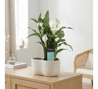 White Zantedeschia 'crystal Blush' - 12Cm Pot