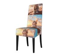 WHJSHOP Cat looking for the sky Pattern Protection Cover for Dining Chair - Soft, Comfortable, Wrinkle-Resistant Elastic Fits Most Armless Chairs