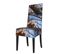 WHJSHOP Squirrel in The Tree Pattern Protection Cover for Dining Chair - Soft, Comfortable, Wrinkle-Resistant Elastic Fits Most Armless Chairs