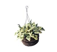 Whoasyst 1/12 Miniature Potted Plant Model Figure for Doll House Decoration Craft Model Project Garden Scene Display Accessories Bookshelf Decors Plant