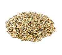 Whole Barley 500g Fishing Bait Bird Seed SJJ