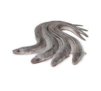 Whole Conger 4kg