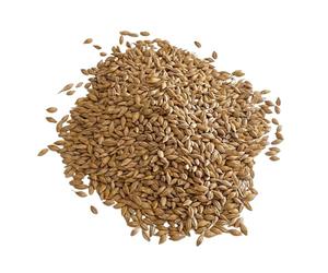 Whole Grain Barley for Cooking & Milling - UK Regeneratively Grown | Nutritious Whole Barley for Flour, Baking & Soups | From Brow Farm, Lancashire (10kg)