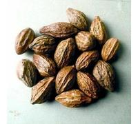 Whole Harde Terminalia Chebula/Haritaki/Black Myrobalan by Masala Cottage® 25g-1.9kg (25, Grams)