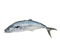 Whole King Fish 5 kg -/+10%