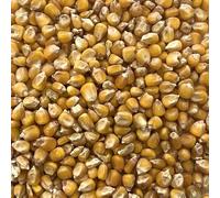 Whole Maize 1kg Seed for Animal and Bird Feeding, Particle Fishing Bait