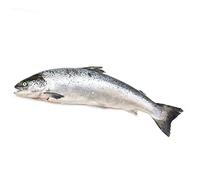 Whole Salmon ~3-5kg -/+10%