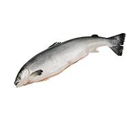 Whole Salmon, Fresh, Scaled & Gutted, -4.5kg