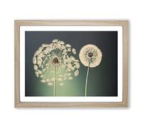 Wholesome Dandelion Flowers Framed Print | A2 Oak Framed Wall Art | Ready to Hang | Modern Floral Picture | Living Room Bedroom Lounge Office