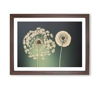 Wholesome Dandelion Flowers Framed Print | A2 Walnut Framed Wall Art | Ready to Hang | Modern Floral Picture | Living Room Bedroom Lounge Office