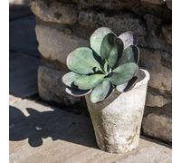 Wholesome Home Vintage Whitestone Terracotta Plant Pots, Various Sizes, Rustic Aged Finish (Medium Pack of 2 (13x14cm))
