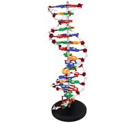 WHOOLEFUN Double Helix Molecular Model Of DNA, DNA Double Helix Model, Molecular Models, Mounted On a Rotating Support, Scientific Teaching Tool