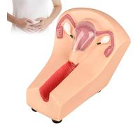 WHOOLEFUN Intrauterine Contraceptive Training Model, IUD Simulator, Uterine Internal Contraception Guidance Model, Female Translucent Uterus, for Gynecology Guide, Nursing