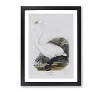 Whooper Swan By Von Wright Vintage Framed Print | A4 Black Framed Wall Art | Ready to Hang | Classic Animal Picture | Living Room Bedroom Lounge Office