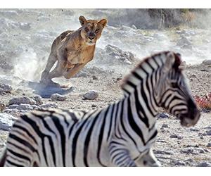 Why Don't Zebras Get Ulcers? Why Do We?