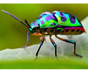 Why So Many Beetles?