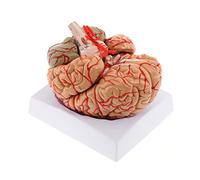 WICHEMI Human Brain Model - 8-Part Life Size Anatomical Model with Color-Coded Artery, Display Base for Science Classroom Study & Display