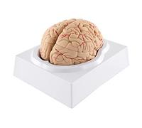 WICHEMI Human Brain Model 9-Part Life Size Brain Anatomy Model for Teaching Neuroscience, Classroom Study, Living Room Decor