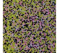 Wicked Mixed Cake Sprinkles - 100g of Edible Cake Toppers or Cupcake Decorations - Black Silver Pink & Green Witch Halloween Oz Theme