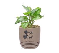 Widdop and Co, Ceramic, Small