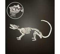 Widmann ? Rat Skeleton Modelling Unisex-adult, White, 38 cm, vd-wdm07090