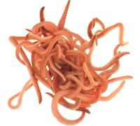 Wiggly Wigglers Composting Worms and Bedding Block Composting Worms And Bedding Block, Garden Worms For Raised Beds, Live Worms For Composting, Wiggler Worm, Worms For Gardening (1kg)