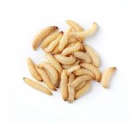 Wiggly Wigglers Wax-Worms (40 g Pack of 1)