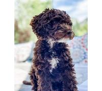 Wihgkin Stamped Cross Stitch Kits Dog Animal 11CT Advanced Pre-Printed Cross-Stitch Pattern Embroidery DIY Beginner Adults Kids Home Decoration （40x50cm）