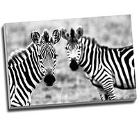 Wild African Zebra Wildlife Canvas Print Wall Art Picture Canvas Prints Large A1 30 X 20 Inches (76.2Cm X 50.8Cm)