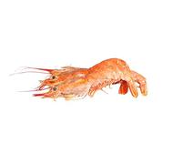 Wild Argentinian Prawns, Frozen Raw, +/-1kg