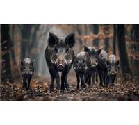 Wild Boar Diamond Painting Kits for Adults, 5D Animal Diamond Art Kits, DIY Full Drill Round Diamond Dots Crystal Gem Art Paintings Craft Kits, Room Decor Wall Art, Gifts for Women 50x90cm - Z-194