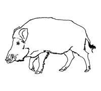 'Wild Boar' Rubber Stamp - Unmounted Design for Crafting & Scrapbooking, A8 (RS00035813)