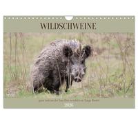 Wild boar very close to the sow (Sus scrofa) by Tanja Riedel UK-Version (Wall Calendar 2026 DIN A4 Landscape), CALVENDO 12 Month Wall Calendar