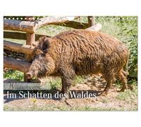 Wild boars - In the shadow of the forest UK-Version (Wall Calendar 2026 DIN A4 Landscape), CALVENDO 12 Month Wall Calendar