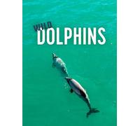 Wild Dolphins