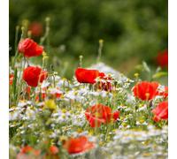 Wild Flower Classic Meadow Mix Attracts Pollinators Annuals & Perennials 1 Packet X 20G Seeds By Thompson & Morgan