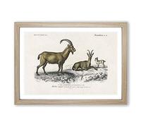 Wild Goat Illustration by Charles d' Orbigny Framed Print | A2 Oak Framed Wall Art | Ready to Hang | Modern Animal Picture | Living Room Bedroom Lounge Office
