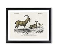 Wild Goat Illustration By Charles D' Orbigny Vintage Framed Print | A3 Black Framed Wall Art | Ready to Hang | Classic Animal Picture | Living Room Bedroom Lounge Office