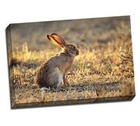Wild Hare Rabbit Canvas Art Print Poster 30"X 20" Inches