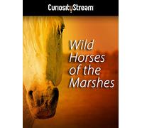 Wild Horses Of The Marshes