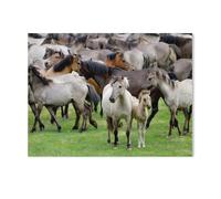 Wild Horses with Mare and Foal，Jigsaws Puzzles 1000 Pieces Teens Kids Jigsaw Entertainment Toys Brain Challenge Puzzle（75x50cm）-AB54