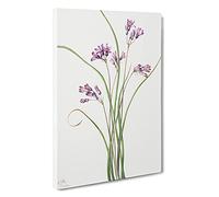 Wild Hyacinth By Mary Vaux Walcott Canvas Print | Gallery Wrapped 30mm Frame Wall Art | 30x20 inches | Ready to Hang | Contemporary Picture | Living Room Bedroom Lounge Office